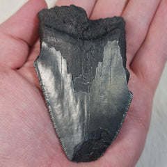 Megalodon Tooth G (3.25