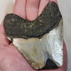 Megalodon Tooth H (3.5