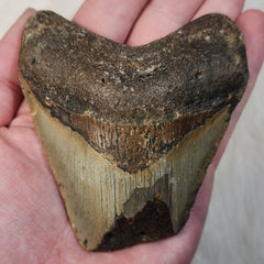 Megalodon Tooth H (3.5