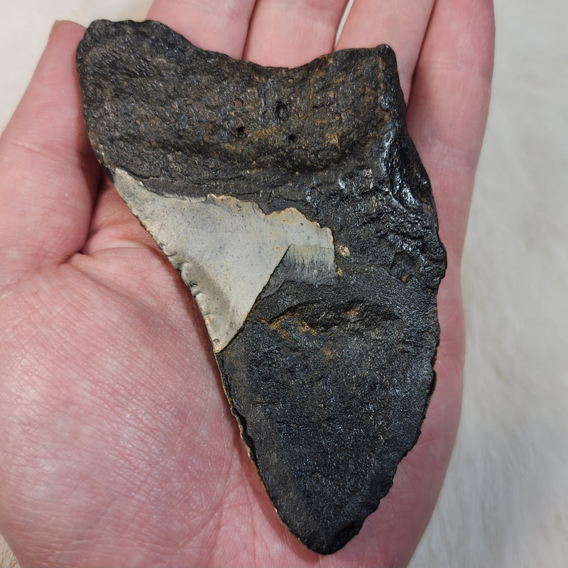 Megalodon Tooth J (4")