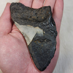 Megalodon Tooth J (4