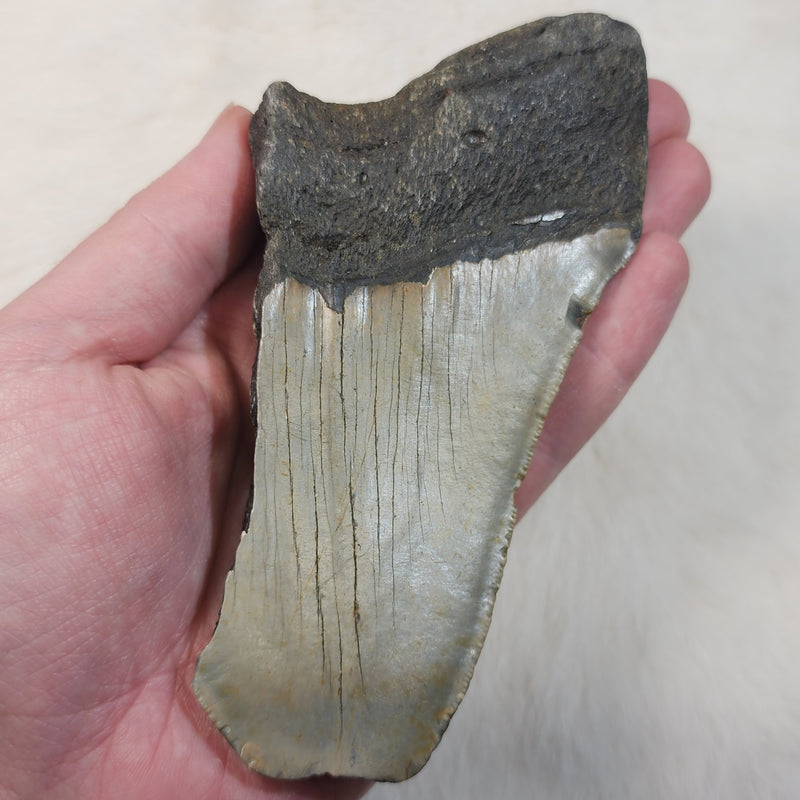 Megalodon Tooth L (5.25")