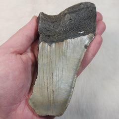 Megalodon Tooth L (5.25