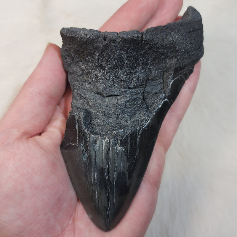 Megalodon Tooth M (5.25")