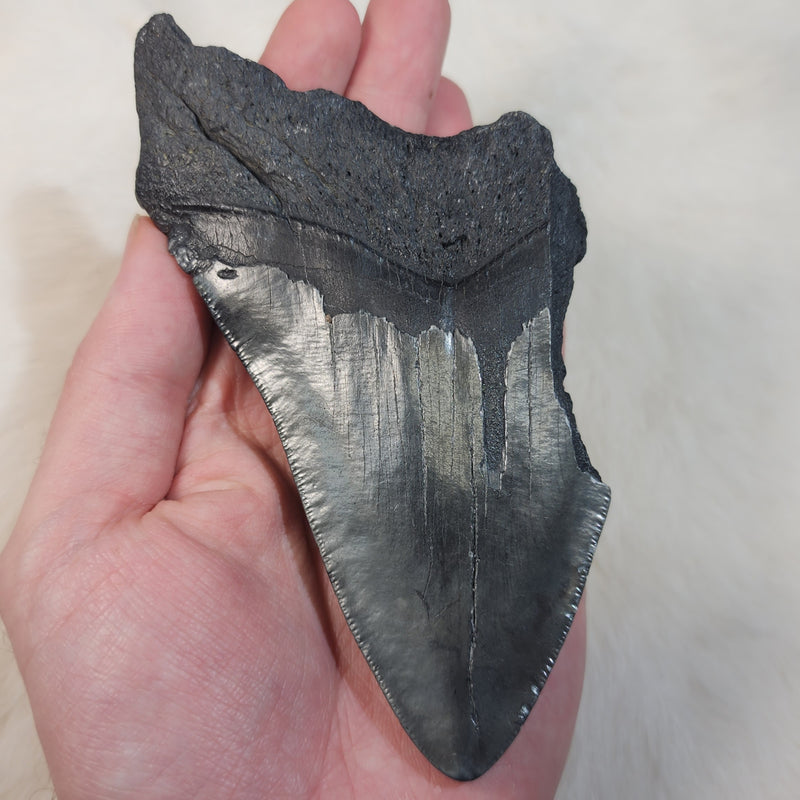 Megalodon Tooth M (5.25")