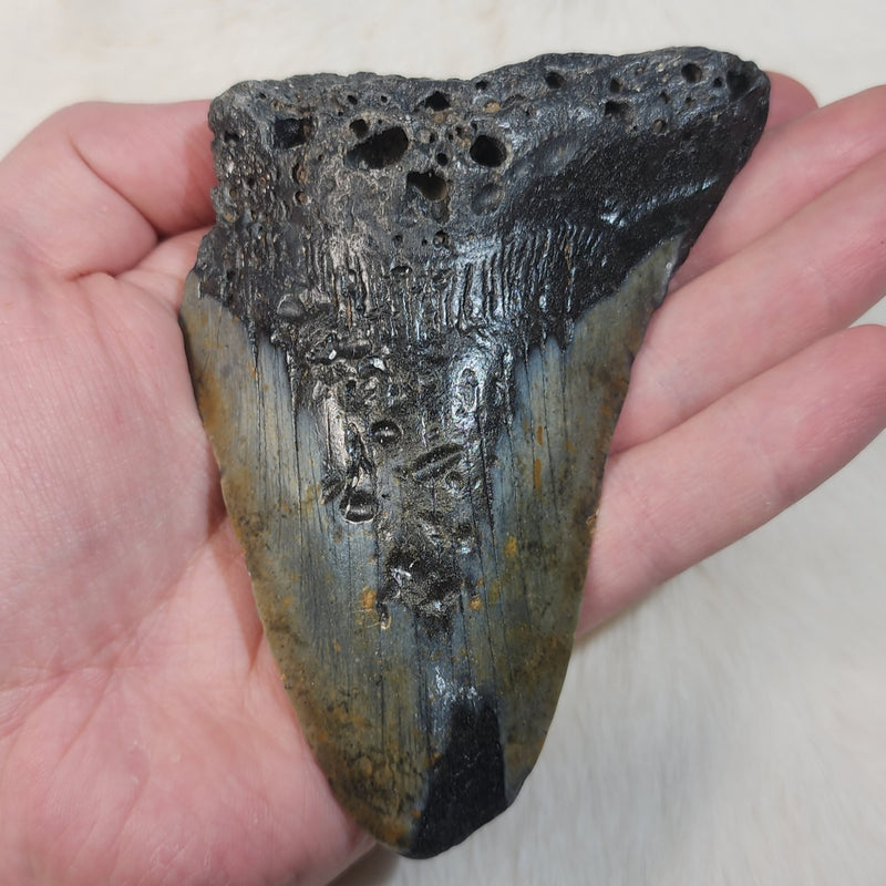 Megalodon Tooth N (4.5")