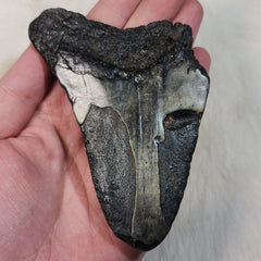 Megalodon Tooth N (4.5