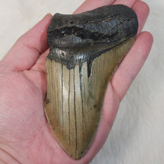 Megalodon Tooth P (5