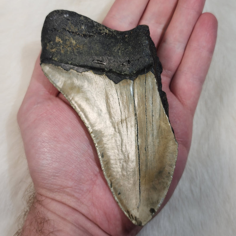 Megalodon Tooth P (5")