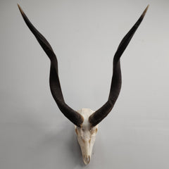 Kudu Skull