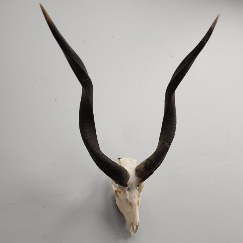 Kudu Skull