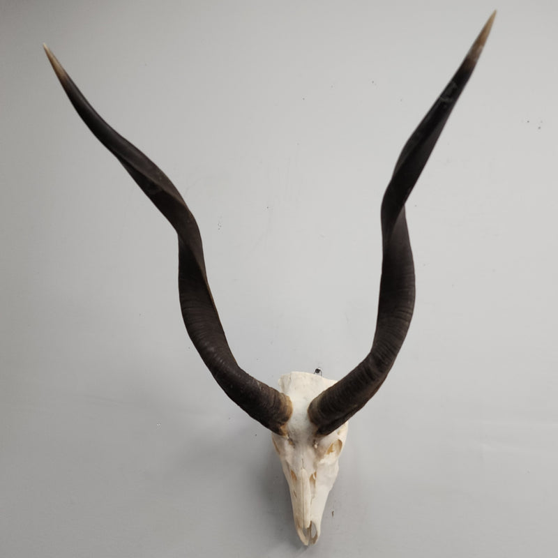 Kudu Skull