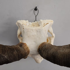 Kudu Skull