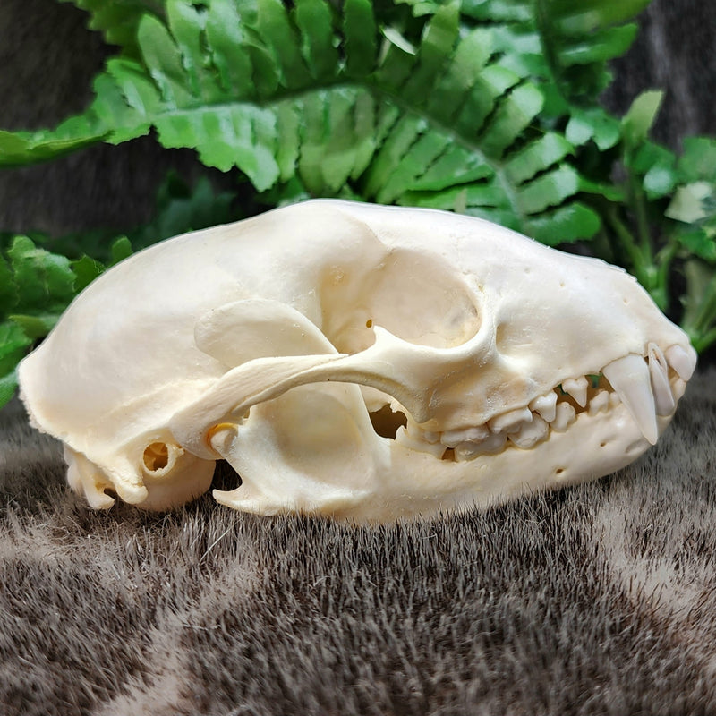 Raccoon Skull A (B Grade)