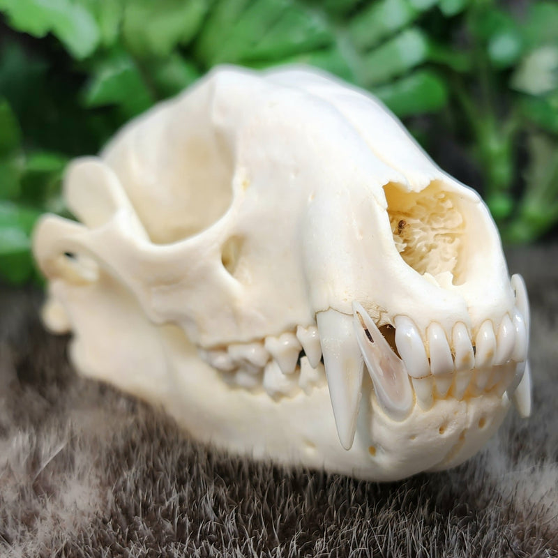 Raccoon Skull A (B Grade)