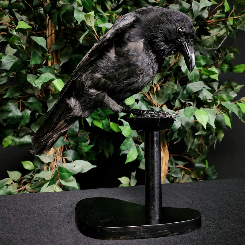 Carrion Crow Taxidermy Mount A