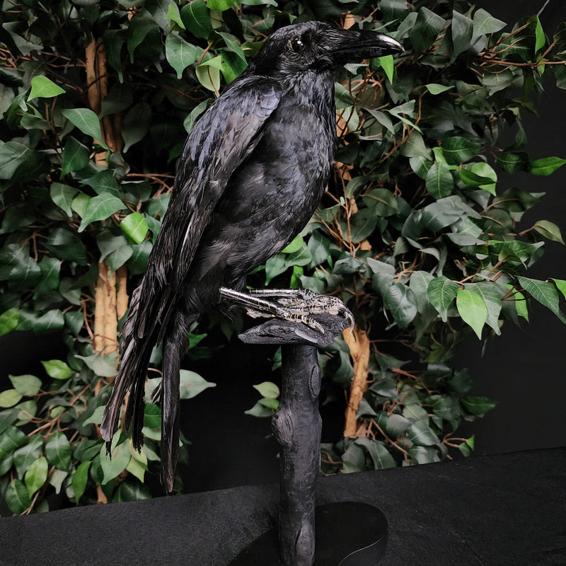 Carrion Crow Taxidermy Mount B