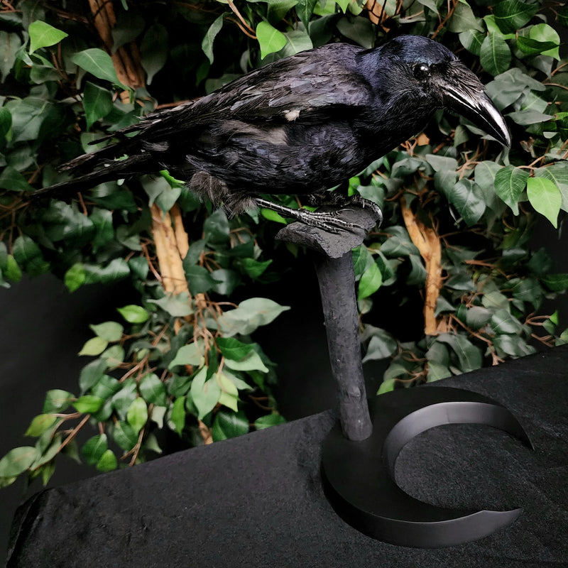 Carrion Crow Taxidermy Mount C