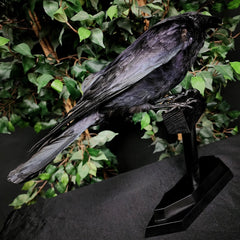 Carrion Crow Taxidermy Mount D