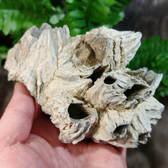 Fossilized Barnacles, Florida E