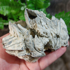 Fossilized Barnacles, Florida E