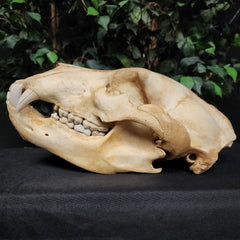 Grizzly Bear Skull (14.5