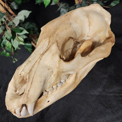 Grizzly Bear Skull (14.5