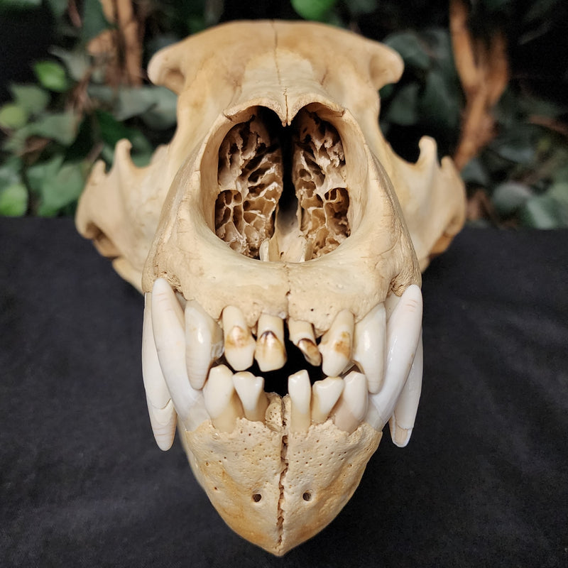 Grizzly Bear Skull (14.5")