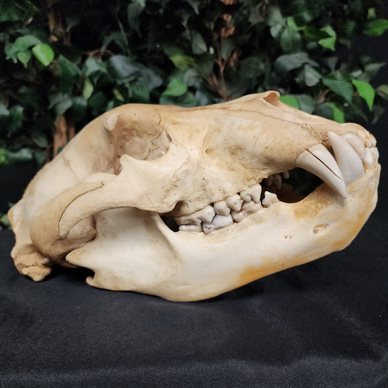 Grizzly Bear Skull (14.5")