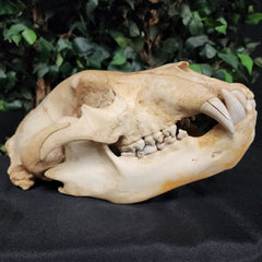 Grizzly Bear Skull (14.5