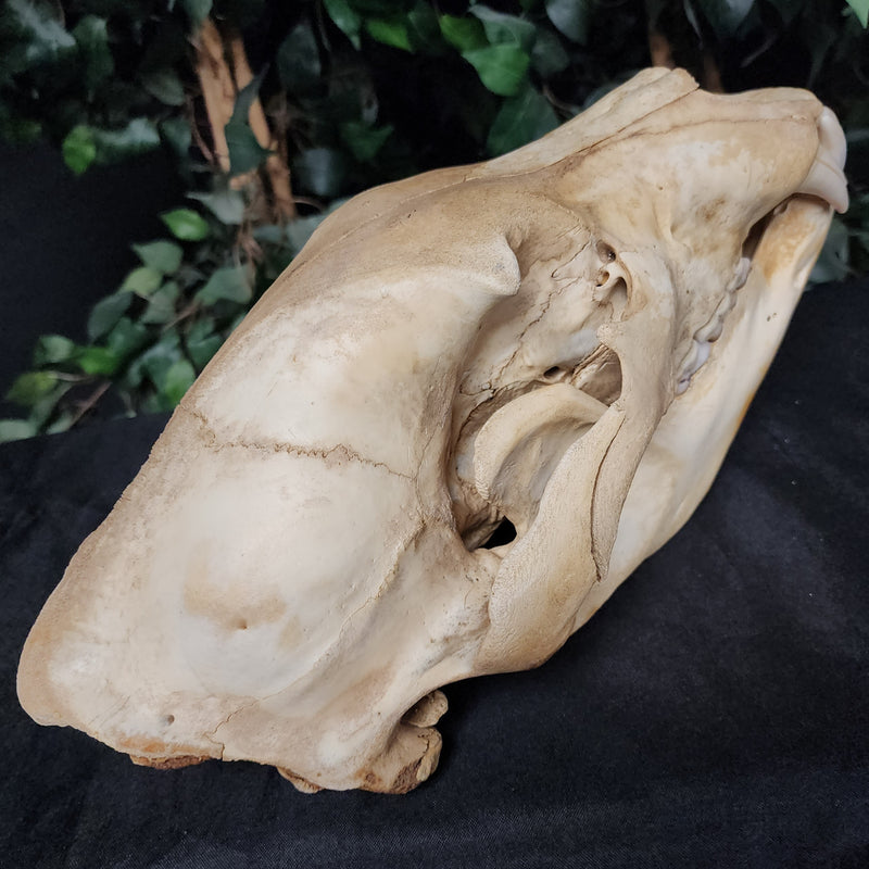 Grizzly Bear Skull (14.5")