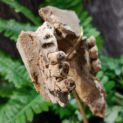 Human Jaw In Cave Formation, 7000 Years Old