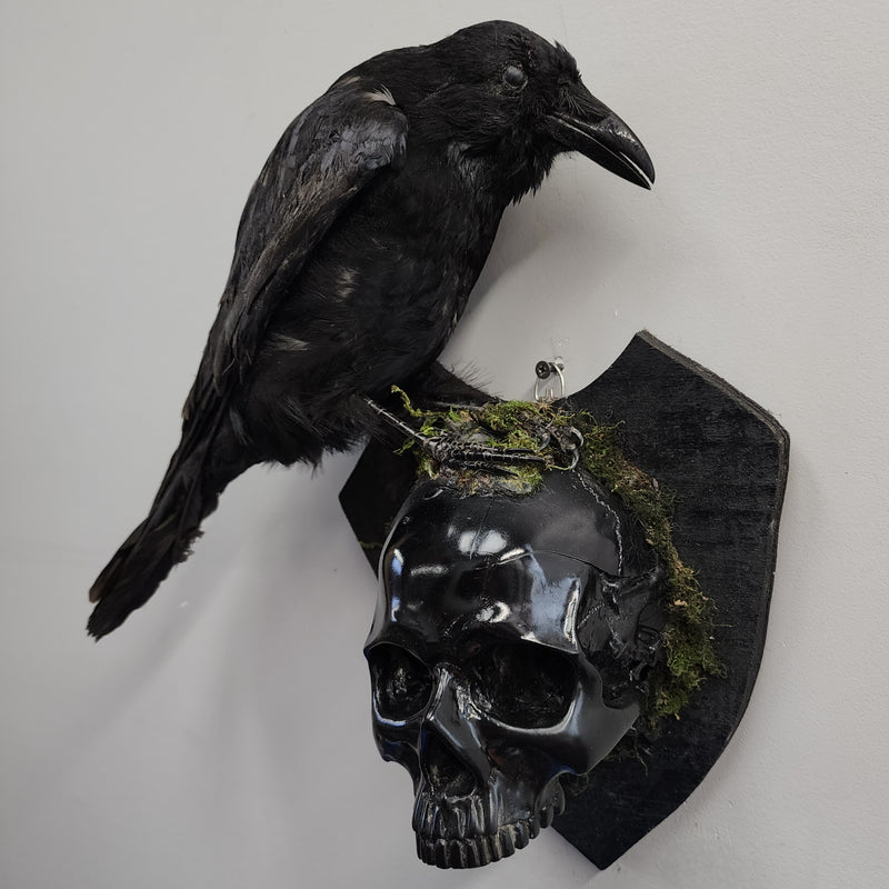 Carrion Crow Taxidermy, Wall Mount