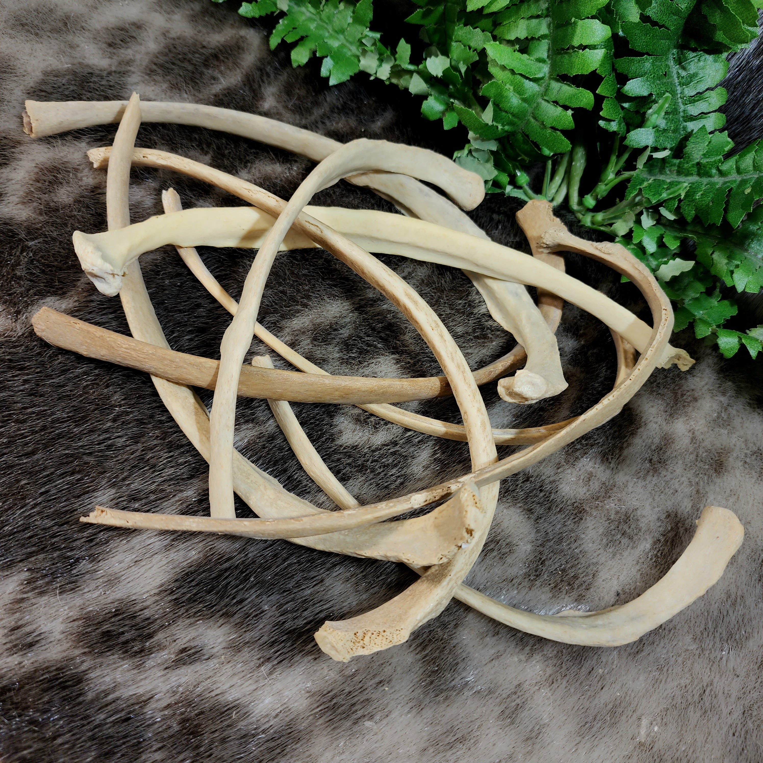Human Rib Bones | SkullStore Inc.