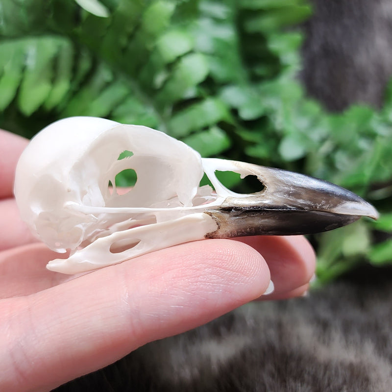 Eurasian Jay Skull