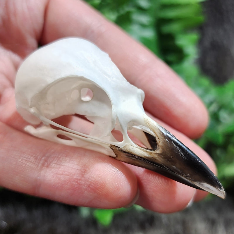 Eurasian Jay Skull