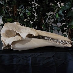 Beluga Whale Skull, XL