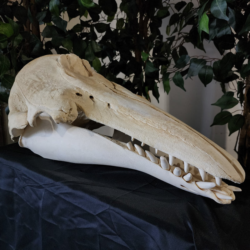 Beluga Whale Skull, XL