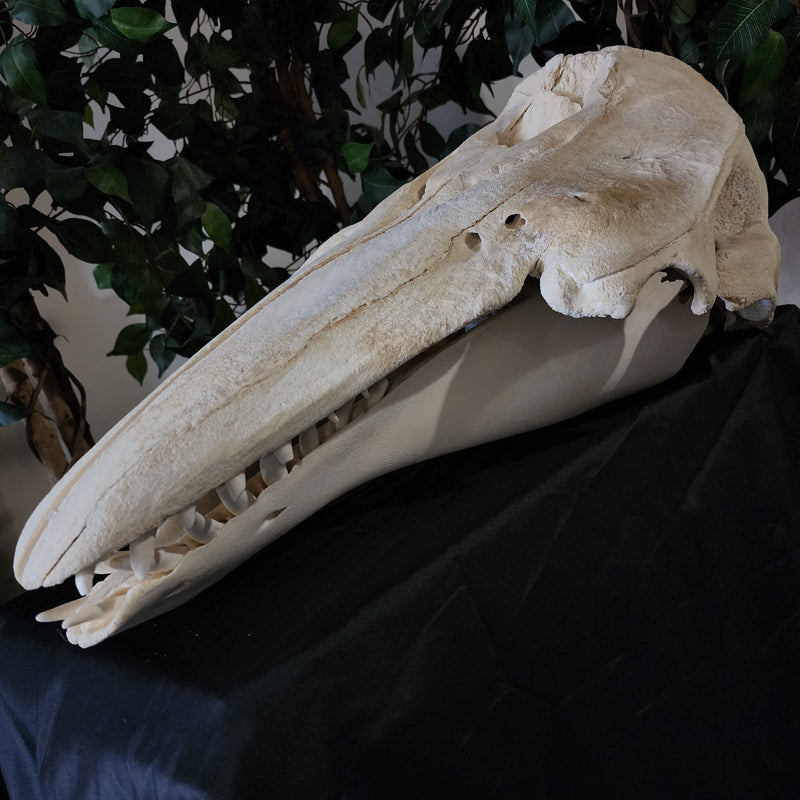 Beluga Whale Skull, XL