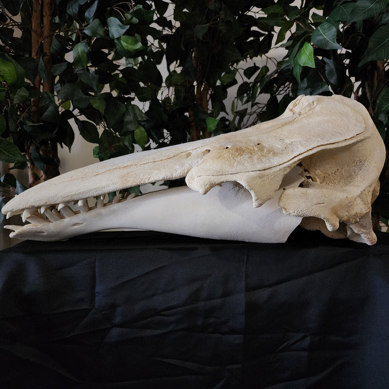 Beluga Whale Skull, XL