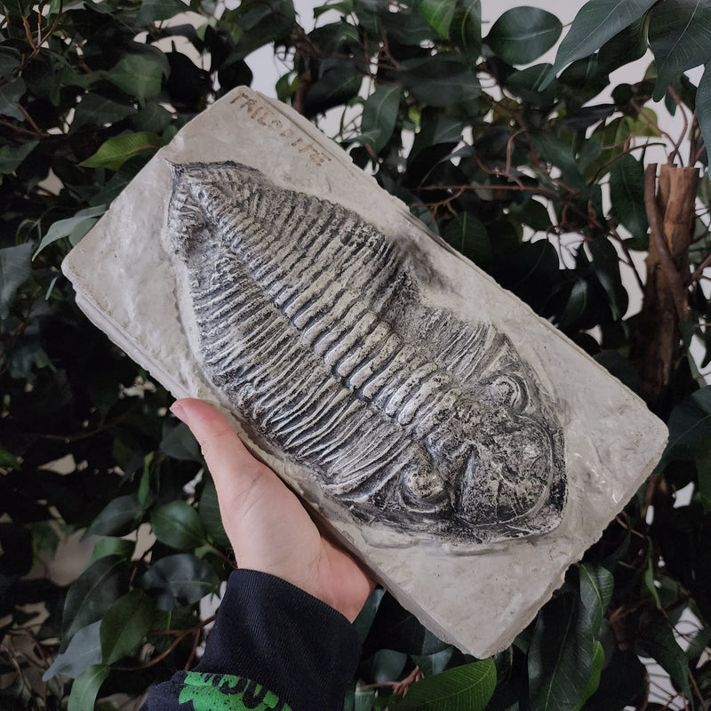 Trilobite Cast (Ex-Museum)