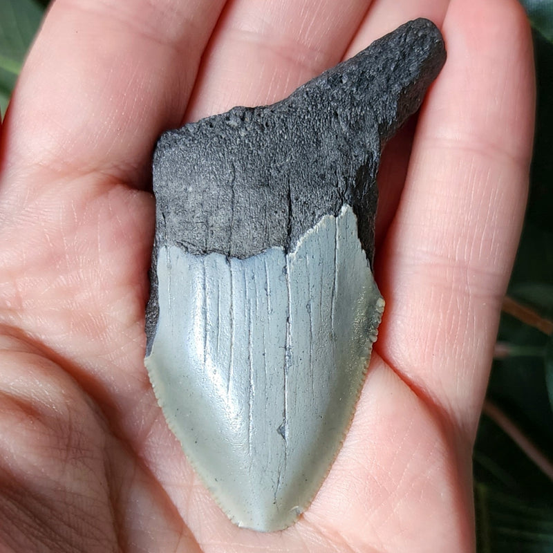 Megalodon Tooth A (2.5")
