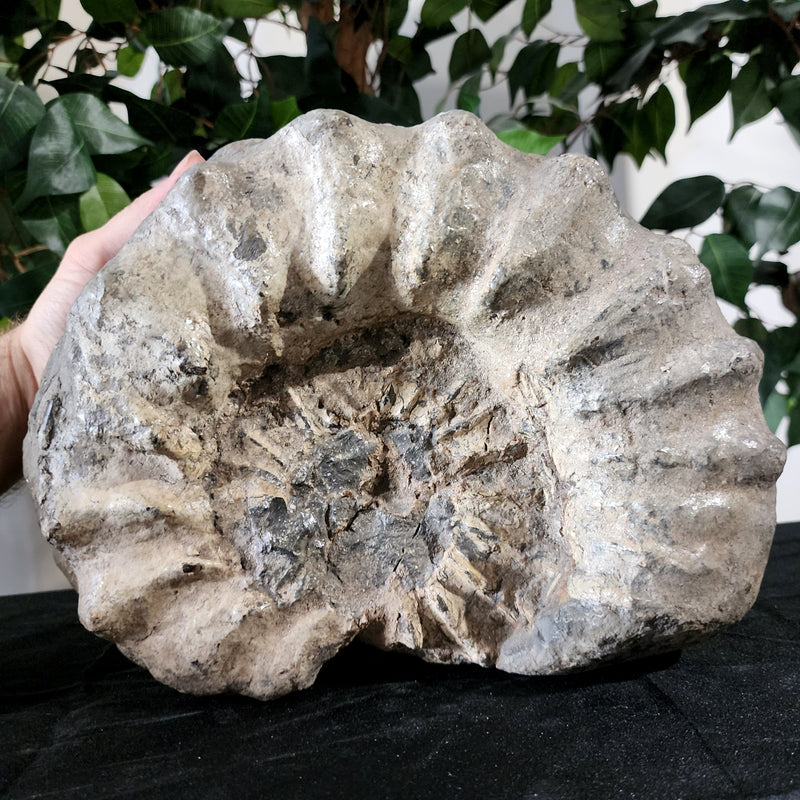 Ammonite XXL, Saskatchewan (Ex-Museum)