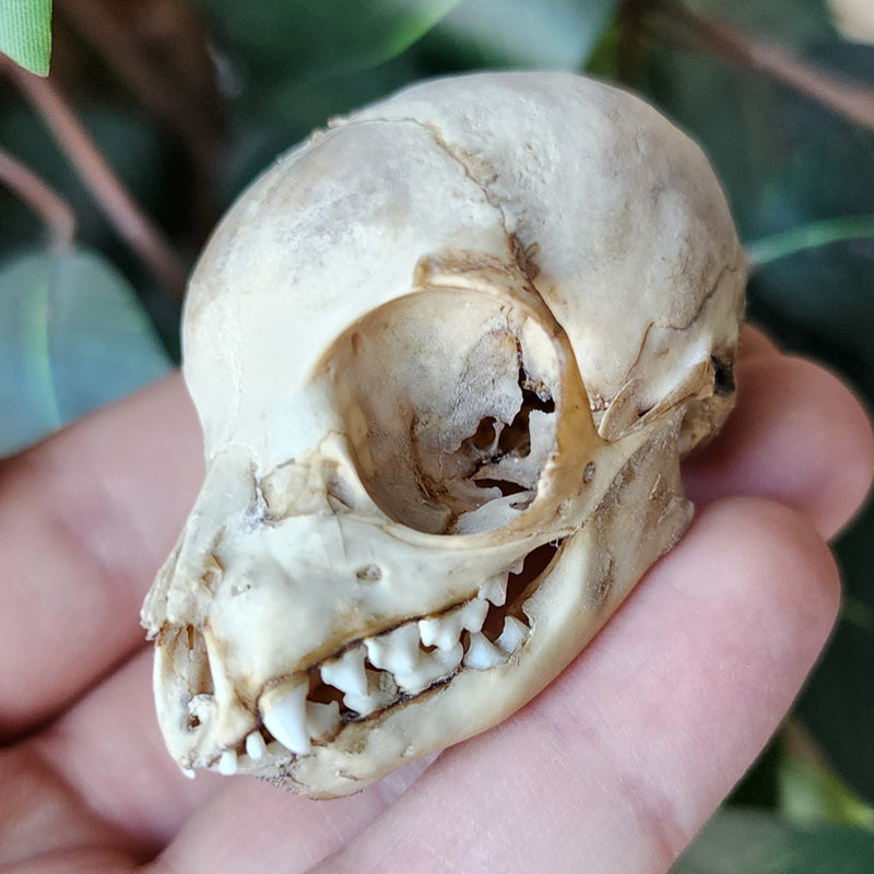 Ringtail Lemur Skull (Ex-Museum)