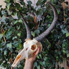 Mountain Reedbuck Skull XXL (Ex-Museum)