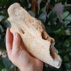 Cave Bear Jaw Segment F