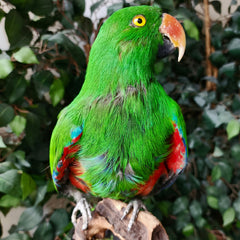 Eclectus Parrot Taxidermy
