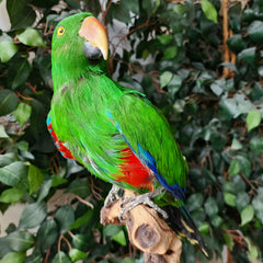 Eclectus Parrot Taxidermy
