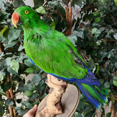 Eclectus Parrot Taxidermy