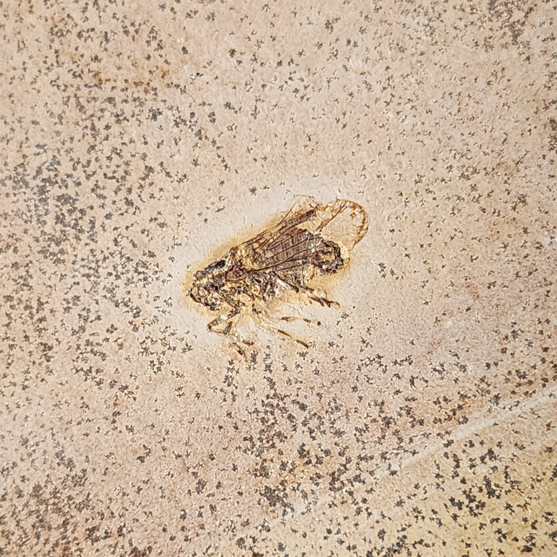 Fossil Bug, C (Brazil)